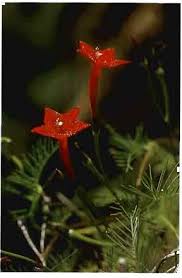 Image result for Pseudocalyx ochraceus