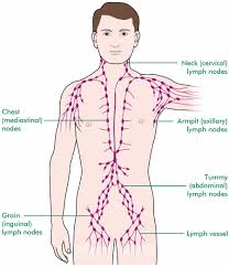 The standard treatment is the surgical removal of all pelvic lymph nodes, which is a substantial intervention. Prostate Cancer And The Lymphatic System Macmillan Cancer Support