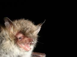 Biodiversity Net Gain What S It All About Partnership For Biodiversity In Planning