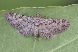 Image result for Eupithecia dodoneata