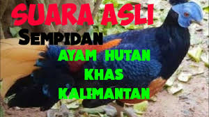 Suara Ayam Hutan Kalimantan Sapidan Atau Sakan Youtube