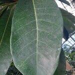 Image result for Ficus saussureana
