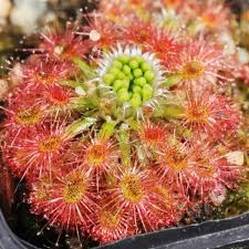 Image result for Drosera pilosa