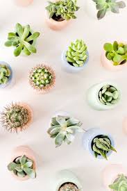 Plants Plants Plant Aesthetic Succulents