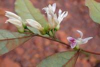 Image result for Carpolobia goetzei