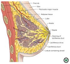 Diagram of the chest area including lungs, heart (hidden by the lungs) and ribcage. Chest Area Diagram Diagram Base Website Area Diagram