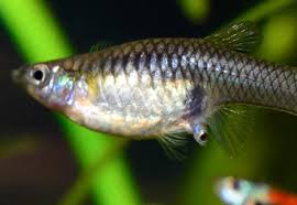 Gestation Period For Guppies Lovetoknow