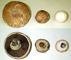 The stage where you see the growth above the peat moss layer, there are young mushrooms ready for harvest. How To Grow Portobello Mushrooms In 2021 A Nest With A Yard