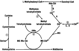 Image result for Homocystinuria