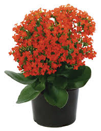 Cuidados Del Kalanchoe Kalanchoe Globulifera Plantas De Interior Plantas Imagenes De Plantas Plantas De Interior