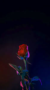 See more vintage rose wallpaper, victorian rose wallpaper, rose wallpaper, rose flower looking for the best rose background? Rose Wallpaper Wallpaper Sun
