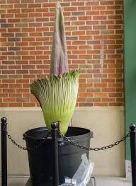 Maybe you would like to learn more about one of these? Corpse Flower Blooms At Ole Miss Causes A Stink