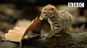 Unlike most house cats, they like water and may jump into a bathtub or pond or pool for a swim. World S Smallest Cat Bbc Youtube