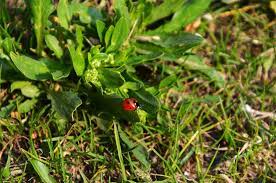 There are a lot of ways you can deal with the bug invasion. What Are The Flying Bugs In My Lawn 11 Tips For Killing