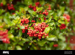 Image result for Pyracantha coccinea red column