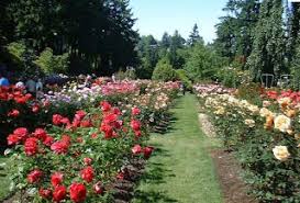 TAMAN BOUGENVILLE TAMAN BOUGENVILLE pontianak