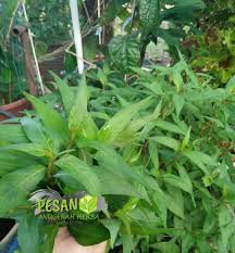 Khasiat daun kelor dapat menyembuhkan berbagai macam penyakit. Anugerah Herba Marketing Sdn Bhd Hq Khasiat Daun Kesum Daun Kesum Disebut Juga Di Sesetengah Tempat Sebagai Daun Cenohom Atau Rau Ram Namanya Di Vietnam Phak Phai Phrik Maa Thailand Nama Lain
