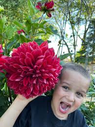Spring Flowers in Kingston, ON Garden