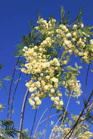 Image result for Acacia decurrens