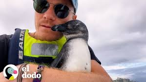 Una historia llena de esperanza: 9 pingüinos magallánicos regresaron al  mar.