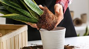 Free shipping on qualified orders. Houseplant Repotting Explained Visit The Plant Experts At Platt Hill Nursery
