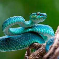 Researchers recognize about 3,600 different species of snakes. How To Avoid Snakes Slithering Up Your Toilet Family Handyman