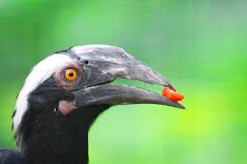 Kuala lumpur bird park admission with return transfer. File Anthracoceros Malayanus Kuala Lumpur Bird Park Malaysia Head 8a Jpg Wikipedia