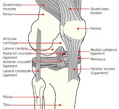 For instance, a moderate mcl injury might be described as a grade 2 partial mcl tear. Anterior Cruciate Ligament Injury Wikipedia
