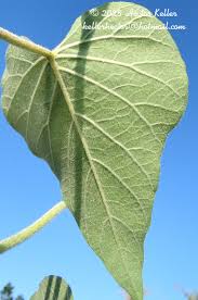 Image result for Ipomoea rubens