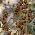 Image result for Pluchea dioscoridis