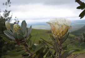 Image result for Protea welwitschii × angolensis