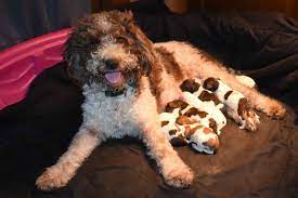 Oak Creek Farms Has Lagotto Romagnolo Puppies For Sale In Yale Ok On Akc Puppyfinder Lagotto Romagnolo Puppy Puppies For Sale Lagotto Romagnolo