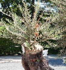 Check spelling or type a new query. Olive Tree In Freezing Weather Coping Critical Temperatures Protection