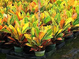 Karena pada hakikatnya tanaman hias ini bunga yang nama ilmihanya adalah saraca indica ini perawatannya cukup mudah. 20 Bunga Yang Gampang Hidup Tukang Taman Surabaya