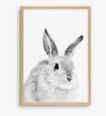 Maybe you would like to learn more about one of these? Hares Drawing Baby Snowshoe Hare Hd Png Download Kindpng