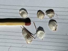 Image result for Acalypha caperonioides