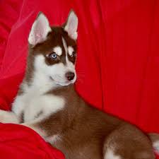 Find dogs and puppies for sale, near you and across australia. Brown Husky Blue Eyes Puppy Cuteanimals
