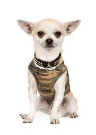 Macho Chihuahua Ropa De Chihuahua Ropa Para Perros Ropa Para Perro