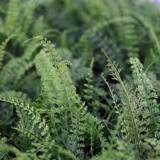 Image result for Asplenium emarginatum