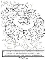 Corpse Flower Parasite And Host Vine Coloring Page Corpse Flower Coloring Pages Flowers