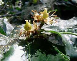 Image result for Rawsonia lucida