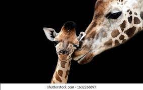 Mom Baby Giraffe Images Stock Photos Vectors Shutterstock