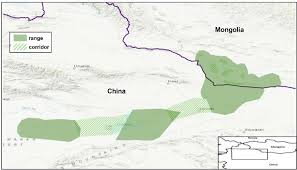 Searching for china's ancient tea leaves. Wild Bactrian Camel Range In Mongolia And China Described By Adiya 2016 Download Scientific Diagram