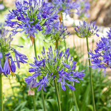 Image result for Agapanthus africanus