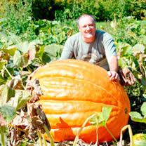 Growing Giant Pumpkins How To Grow Giant Pumpkins