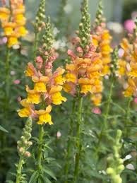 Image result for Antirrhinum majus