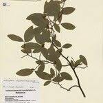 Image result for Nectaropetalum