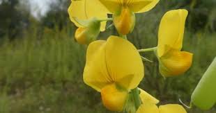 Image result for Crotalaria ephemera