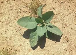 Image result for Nicotiana glauca