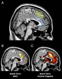 It consists of brodmann areas 24, 32, and 33. The Dorsal Anterior Cingulate Cortex Is Selective For Pain Results From Large Scale Reverse Inference Pnas